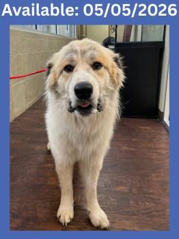 Great Pyrenees and Mixed Breed Dogs Available for Adoption in Greenville, Texas - Dog Kennel #38 Mocha | PetCurious