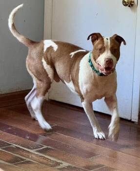 Rescue Pit Bull Terrier Dogs for Adoption in Ossining, New York - Gravy | PetCurious