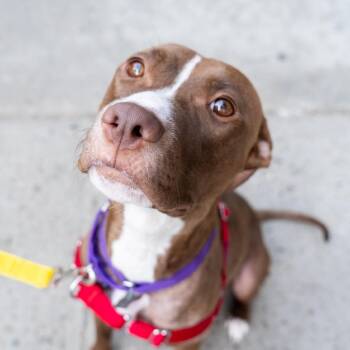 Retriever and Mixed Breed Dogs Available for Adoption in New York, New York - Della | PetCurious