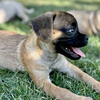 Biscuit -  Pug and Mixed Breed Dog for Adoption in Coachella, California - Biscuit | PetCurious