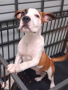 Hercules -  American Bulldog Dog for Adoption in Clinton, Missouri - Hercules | PetCurious