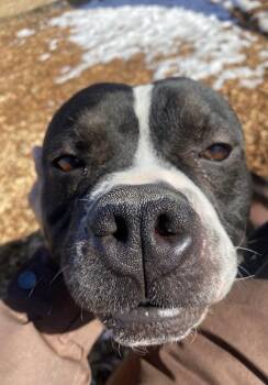 Terrier and Pit Bull Terrier Dogs Available for Adoption - Capone | PetCurious