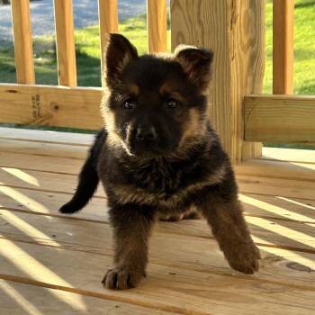 Husky Dogs Available for Adoption - Alaska | PetCurious