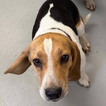 Jay -  Beagle Dog for Adoption in Troy, Virginia - Jay | PetCurious