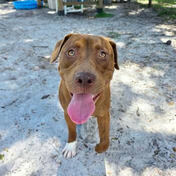 Brody (In Training) -  Mixed Breed Dog for Adoption in Umatilla, Florida - Brody (In Training) | PetCurious