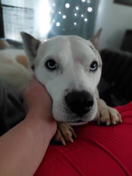 Nova -  Pit Bull Terrier Dog for Adoption in La Center, Washington - Nova | PetCurious