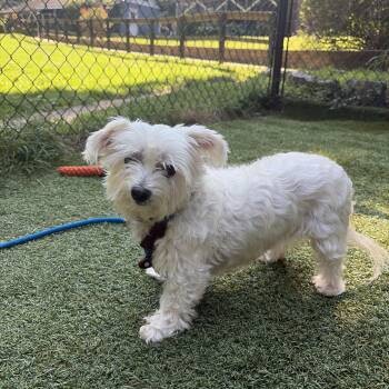 chiquita -  Morkie Dog for Adoption in Huntington, New York - Chiquita | PetCurious