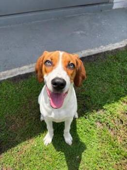 Toby -  American Foxhound Dog for Adoption in Wekiwa Springs, Florida - Toby | PetCurious