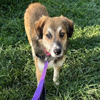 Kobi -  German Shepherd Dog and Mixed Breed Dog for Adoption in Falls Church, Virginia - Kobi | PetCurious