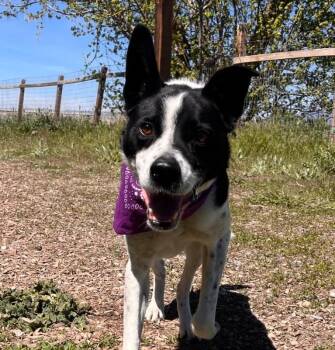 Border Collie and Australian Cattle Dog Blue Heeler Dogs Available for Adoption in Logan, Utah - Koda | PetCurious