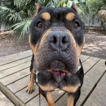 Bonnie -  Mixed Breed Dog for Adoption in Charleston, South Carolina - Bonnie | PetCurious
