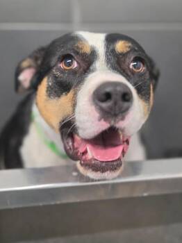 Miss Moffat -  Pit Bull Terrier and American Staffordshire Terrier Dog for Adoption in Elk, Washington - Miss Moffat | PetCurious