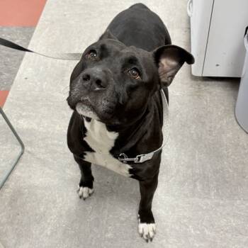 Rescue Mixed Breed Dogs for Adoption in Philadelphia, Pennsylvania - Olive | PetCurious