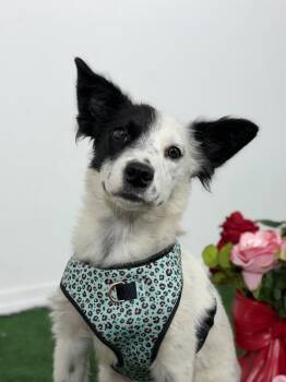 Spaniel and Dalmatian Dogs Available for Adoption in Carlsbad, California - Nina-One Of Our Amazing Rescue Dogs | PetCurious