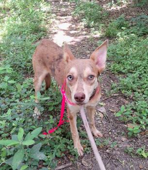 Arnisha WA14385-T -  Catahoula Leopard Dog Dog Available for Adoption in Missouri City, Texas - Arnisha WA14385-T | PetCurious