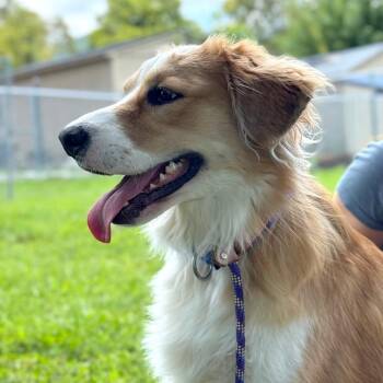 Hazel -  Mixed Breed Dog for Adoption in Hendersonville, North Carolina - Hazel | PetCurious