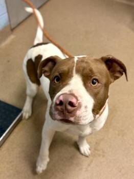 JR -  Mixed Breed Dog for Adoption in Chamblee, Georgia - JR | PetCurious
