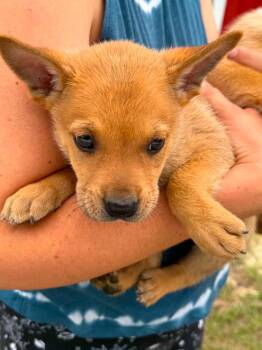 Shepherd and Labrador Retriever Dogs Available for Adoption in Sanford, North Carolina - Chase | PetCurious