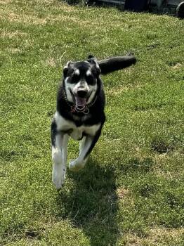 Siberian Husky Dogs Available for Adoption - Shiva | PetCurious