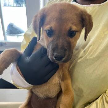 Mixed Breed Dogs Available for Adoption - Honda | PetCurious