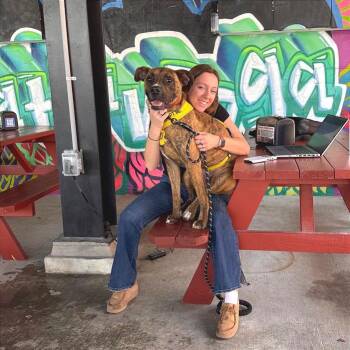 Mayweather -  Mixed Breed Dog for Adoption in Chattanooga, Tennessee - Mayweather | PetCurious