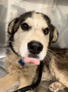 PEPE -  Husky and Mixed Breed Dog for Adoption in Albuquerque, New Mexico - PEPE | PetCurious