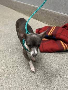 CHICKADEE -  Chihuahua Dog for Adoption in Las Vegas, Nevada - CHICKADEE | PetCurious