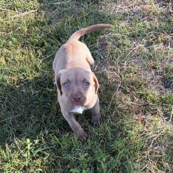 Chocolate Labrador Retriever and American Bulldog Dogs Available for Adoption in Zephyrhills, Florida - Cherry Chip | PetCurious
