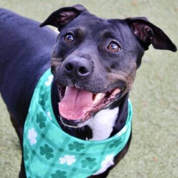 Coco Chanel -  Mixed Breed Dog for Adoption in Largo, Florida - Coco Chanel | PetCurious