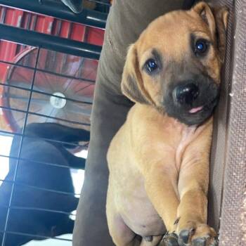 Rescue Labrador Retriever Dogs for Adoption in West Point, Mississippi - Tate | PetCurious