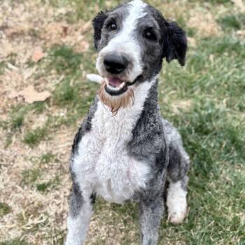 Rescue Standard Poodle and Labrador Retriever Dogs for Adoption in Waynesboro, Pennsylvania - Baxter | PetCurious
