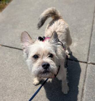 Sam Reich -  Cairn Terrier Dog for Adoption in Santa Rosa, California - Sam Reich | PetCurious
