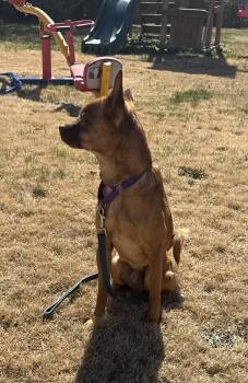 Chiweenie Dogs Available for Adoption - Kenny | PetCurious