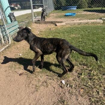 Nyx -  Shepherd Dog for Adoption in Hinesville, Georgia - Nyx | PetCurious