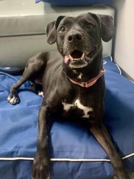 Mixed Breed Dogs Available for Adoption in Cincinnati, Ohio - Lana | PetCurious