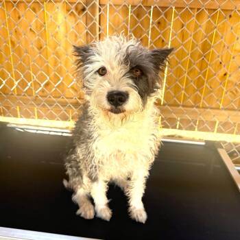 WINNIE -  Sheep Dog and Terrier Dog for Adoption in Joshua Tree, California - WINNIE | PetCurious