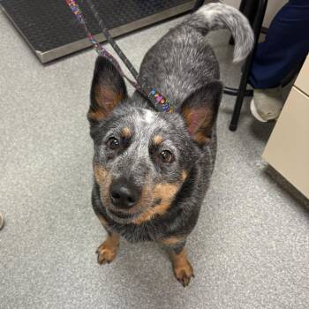 Meatloaf -  Australian Cattle Dog Blue Heeler Dog for Adoption in Batavia, Ohio - Meatloaf | PetCurious