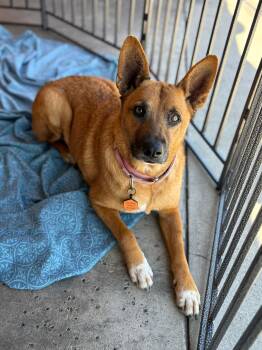 Rescue Mixed Breed and Shepherd Dogs for Adoption in Glen Rock, New Jersey - Zelda | PetCurious