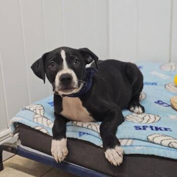 Percy Jackson -  Pit Bull Terrier and Mixed Breed Dog for Adoption in Springfield, Missouri - Percy Jackson | PetCurious