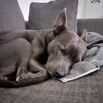 Pit Bull Terrier and American Staffordshire Terrier Dogs Available for Adoption in Hobe Sound, Florida - Amelia Rose | PetCurious
