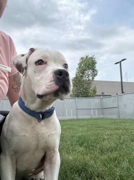 Enzo -  American Bulldog Dog for Adoption in Manhattan, Illinois - Enzo | PetCurious