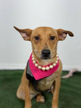 Bug-One of our Amazing Rescue Dogs -  Labrador Retriever and German Shepherd Dog Dog for Adoption in Carlsbad, California - Bug-One Of Our Amazing Rescue Dogs | PetCurious