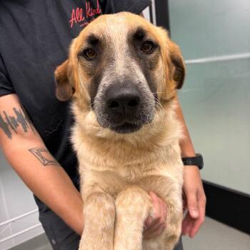 Stardust -  Anatolian Shepherd and Mixed Breed Dog for Adoption in Abilene, Texas - Stardust | PetCurious