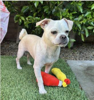 Rescue Pug Dogs for Adoption in Los Angeles, California - Yogi | PetCurious