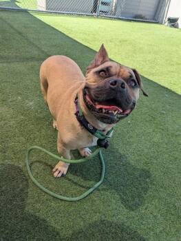 WICKED -  American Bulldog and Mixed Breed Dog for Adoption in Camarillo, California - WICKED | PetCurious