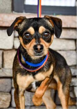 Chihuahua Dogs Available for Adoption - Bentley | PetCurious