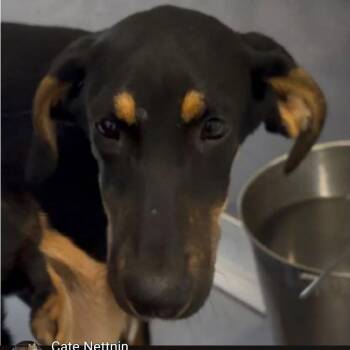 Paris -  Mixed Breed Dog for Adoption - Paris | PetCurious