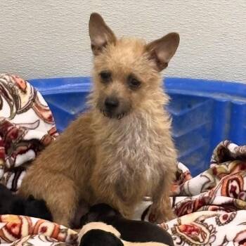 Goldenrod AKA "Goldie" -  Terrier Dog for Adoption in Woodland, California - Goldenrod AKA "Goldie" | PetCurious