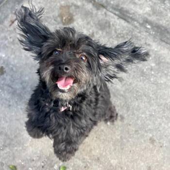 Alice -  Poodle Dog for Adoption in Los Angeles, California - Alice | PetCurious