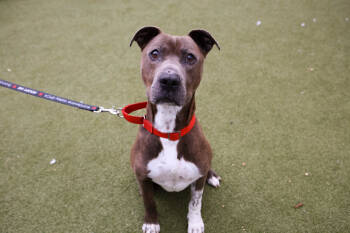 Rescue Mixed Breed Dogs for Adoption in West Chester, Pennsylvania - Jameson | PetCurious